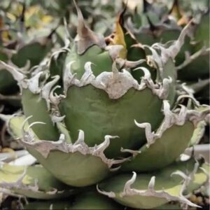 Rare variegated agave with spiky, serrated edges and unique green-silver foliage for collectors.