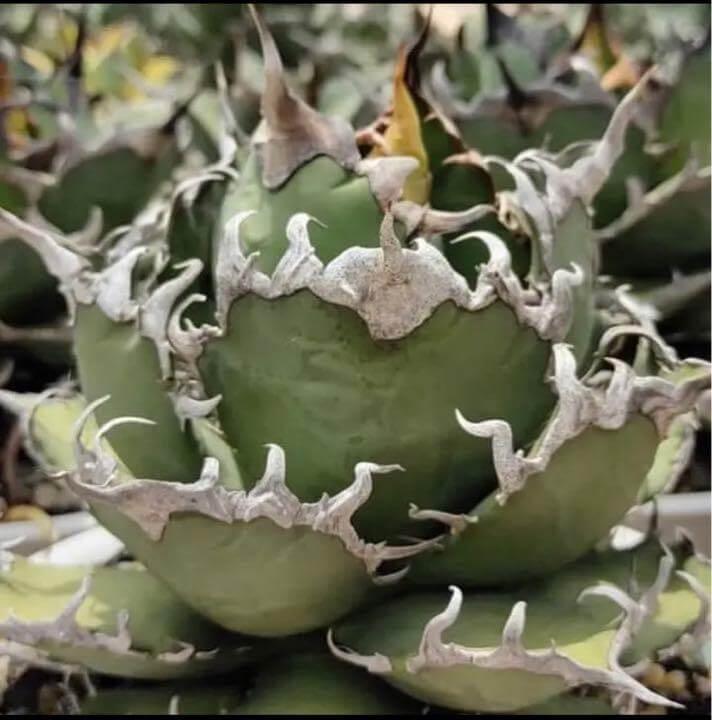 Rare variegated agave with spiky, serrated edges and unique green-silver foliage for collectors.