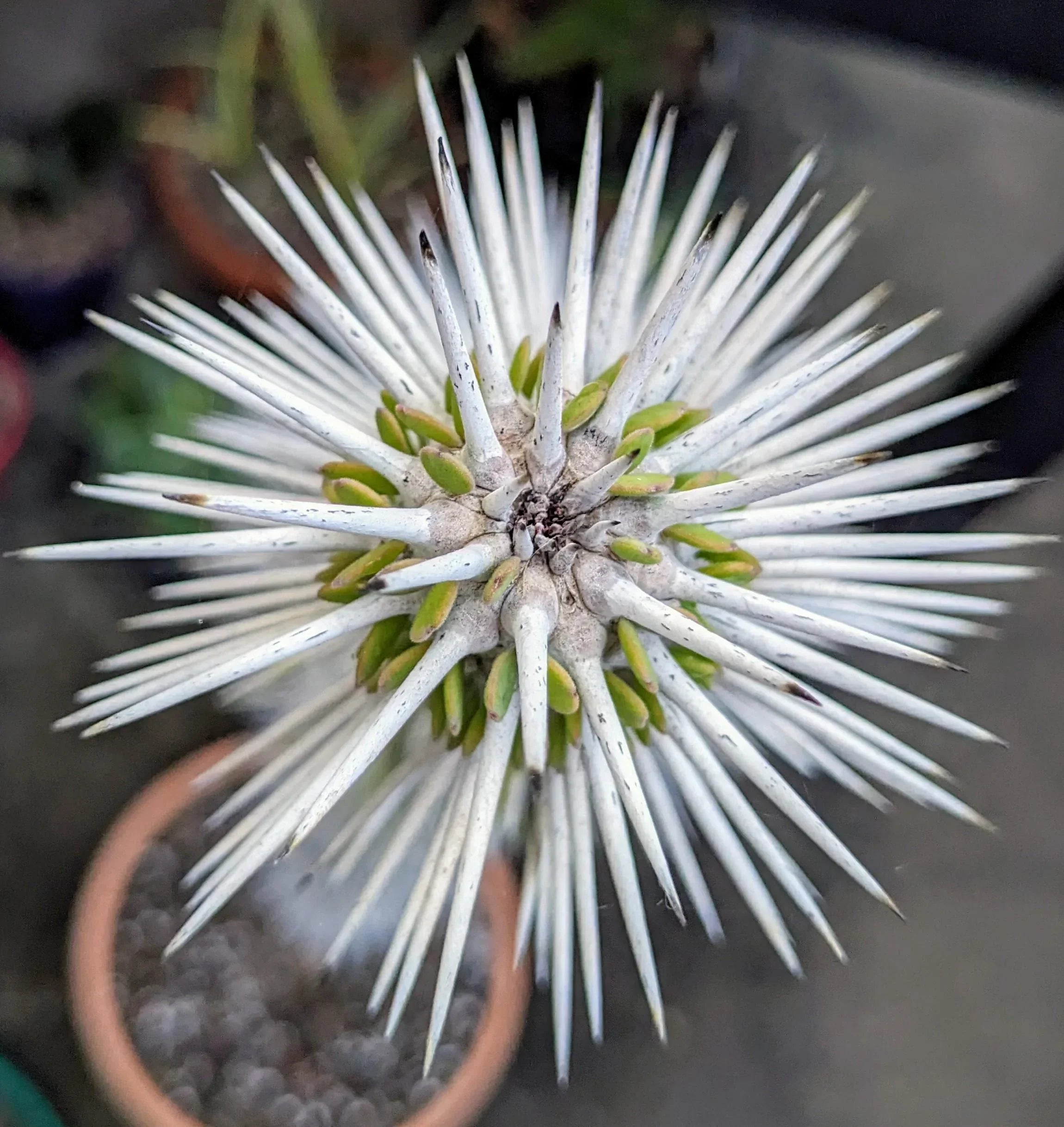 Rare succulent with striking white spines and green leaves, perfect for collector plants and exotic gardens.
