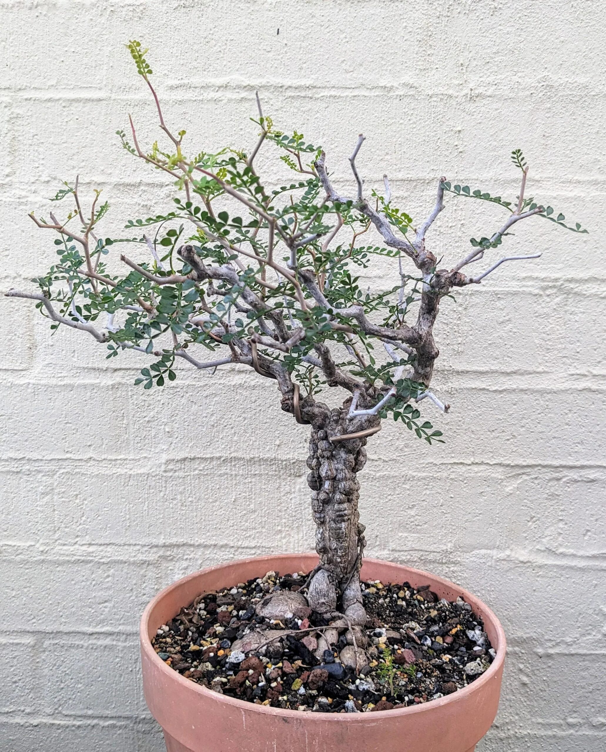 Rare bonsai-style succulent plant with gnarled trunk and green foliage in terracotta pot