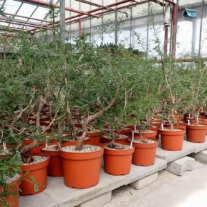 Rows of potted succulents and rare plants in a greenhouse, ideal for collectors and enthusiasts.