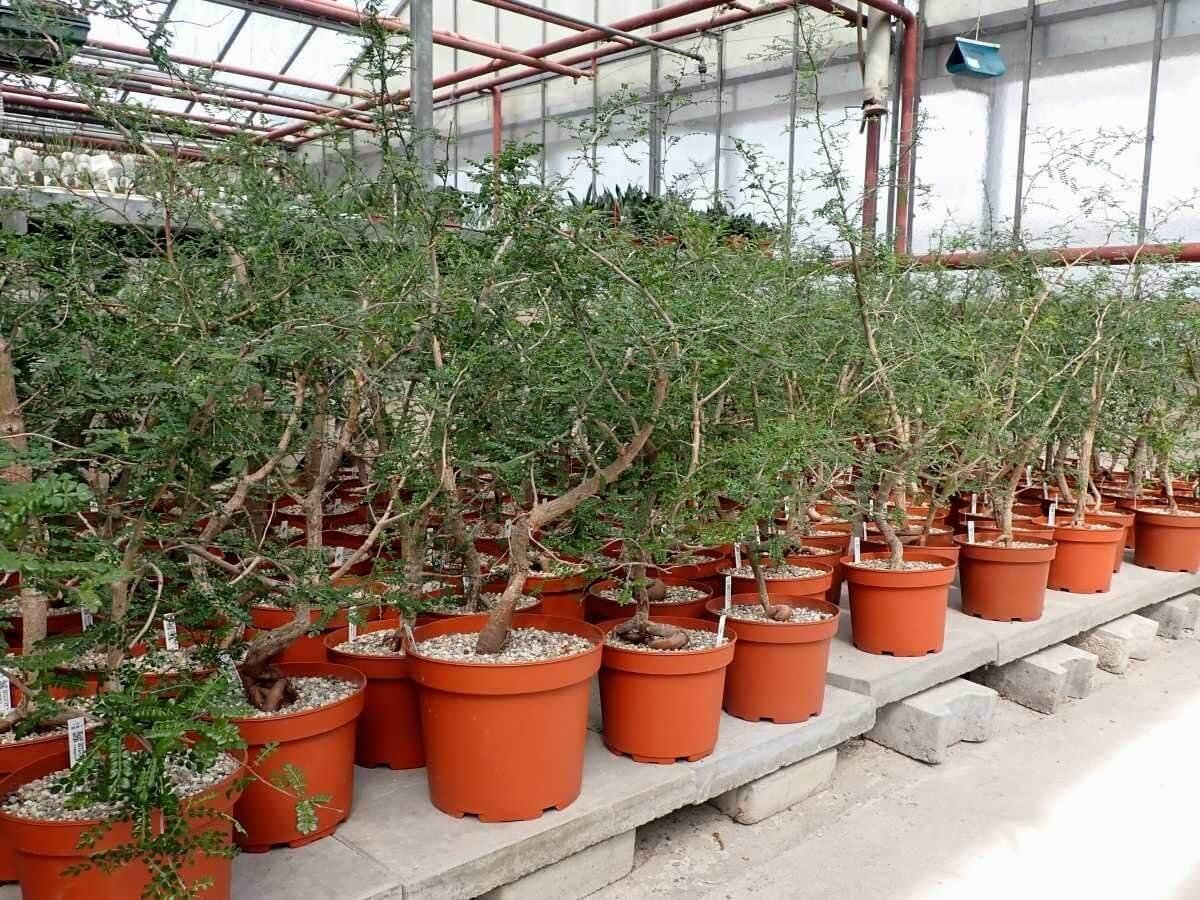 Rows of potted succulents and rare plants in a greenhouse, ideal for collectors and enthusiasts.