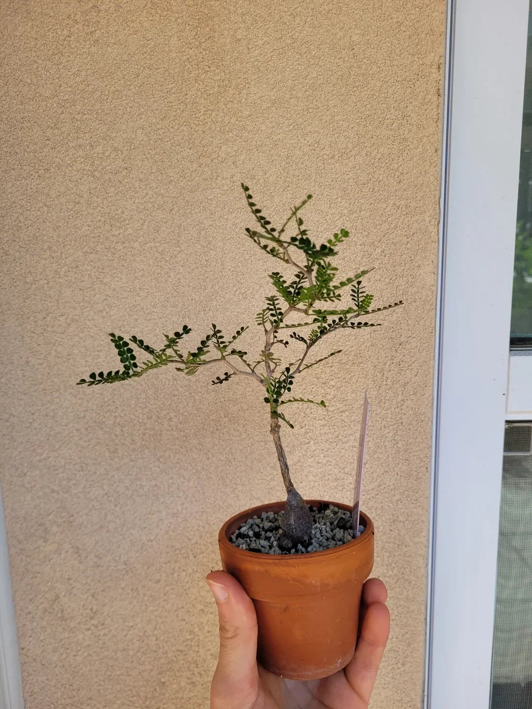 Small potted succulent with delicate green leaves and a thick stem, held in hand against a textured wall.
