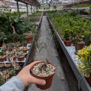 Hand holding potted succulent plant in greenhouse with rows of rare collector plants