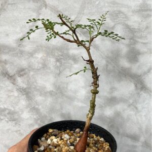 Rare succulent plant with twisted stem and small green leaves in pebble-filled pot