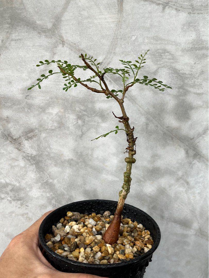 Rare succulent plant with twisted stem and small green leaves in pebble-filled pot