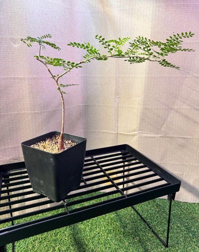 Rare succulent plant with slender branches in black pot, ideal for collectors