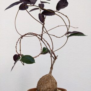 Rare succulent with dark purple leaves and twisted stems in terracotta pot