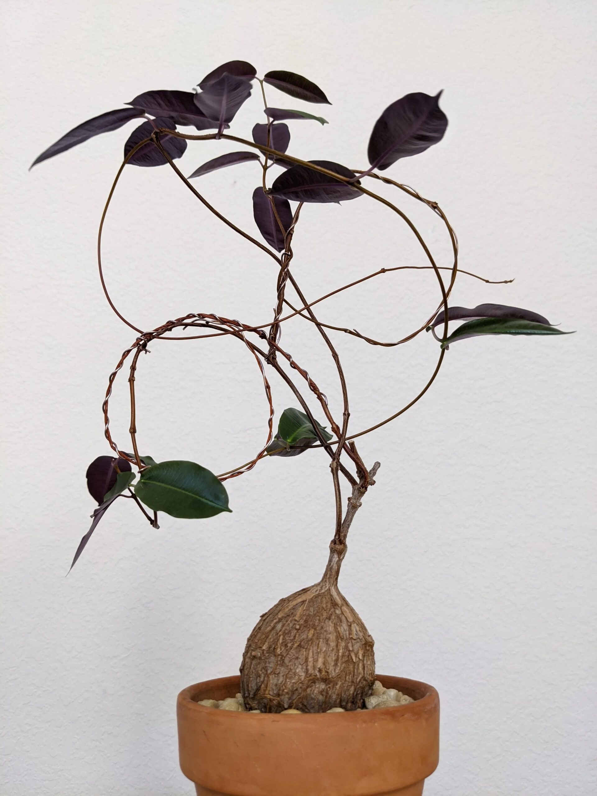 Rare succulent with dark purple leaves and twisted stems in terracotta pot