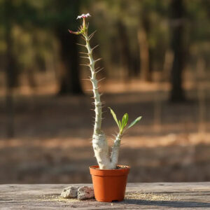 Spiky succulent plant with white flower in terracotta pot, ideal for collectors