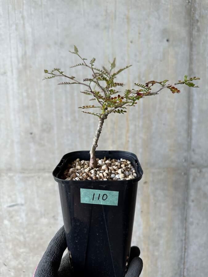 Rare succulent plant in black pot with gravel, labeled 110, ideal for collectors