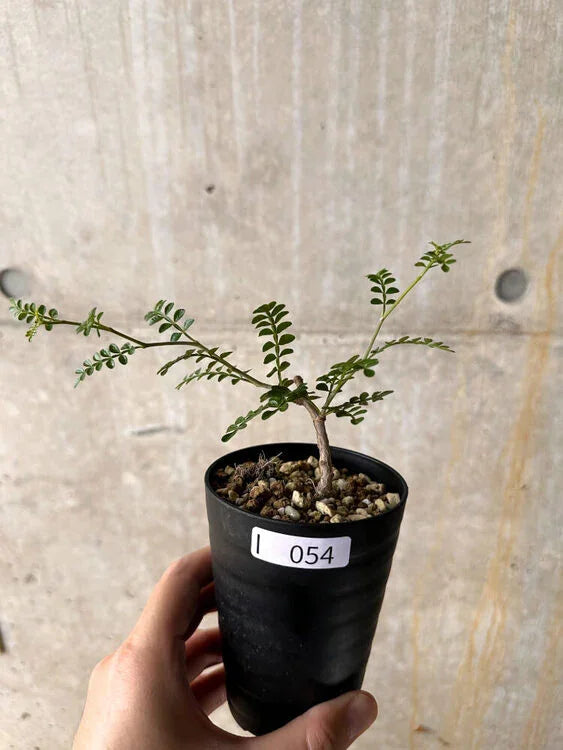 Small potted succulent with delicate green leaves, held in hand against concrete background
