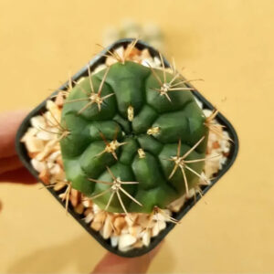 Green cactus with spines in black pot, ideal for succulent collectors