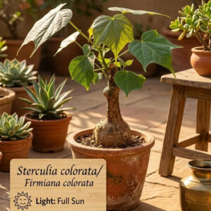 Sterculia colorata plant in terracotta pot with succulents, ideal for tropical to subtropical climates