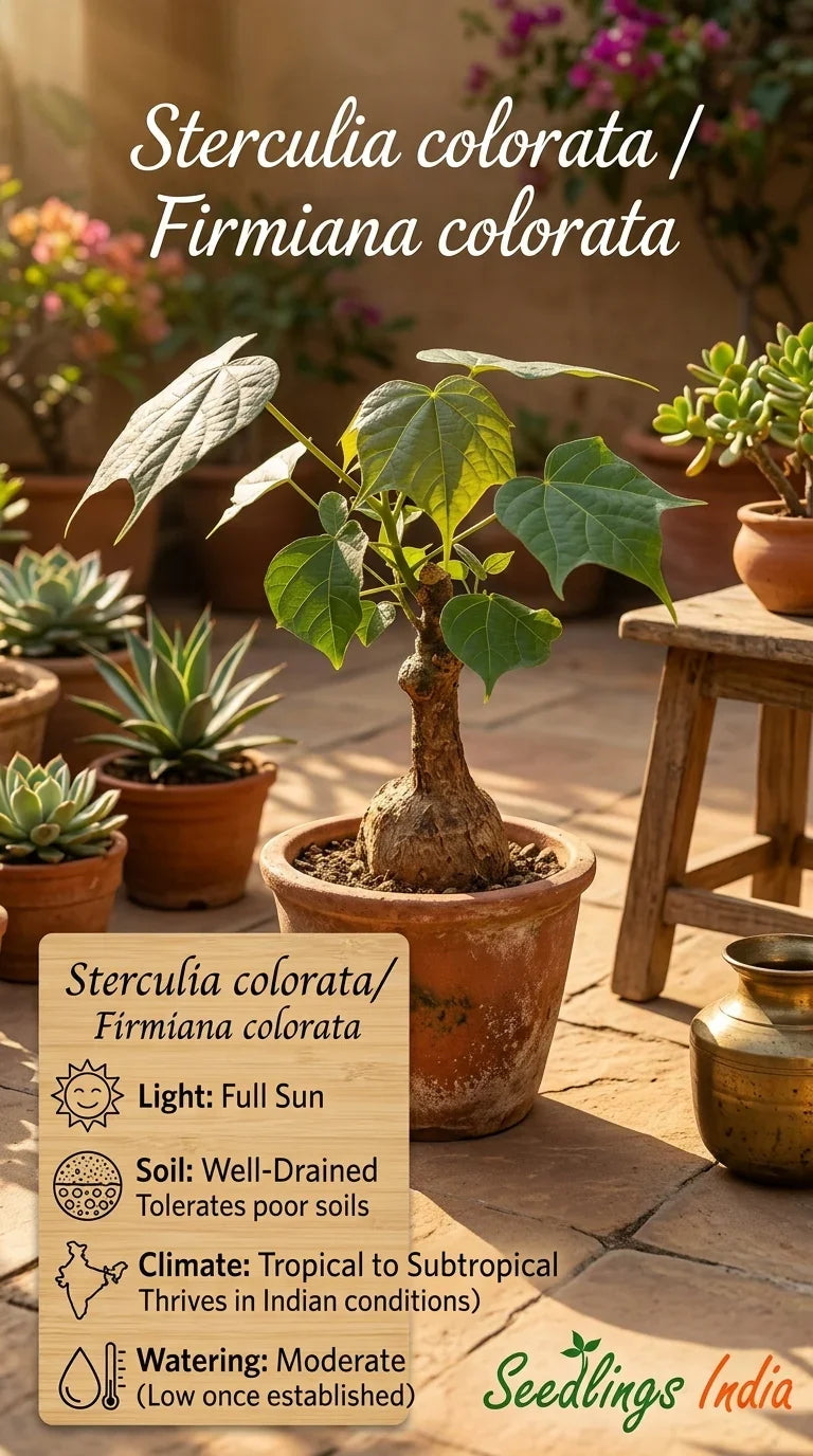Sterculia colorata plant in terracotta pot with succulents, ideal for tropical to subtropical climates