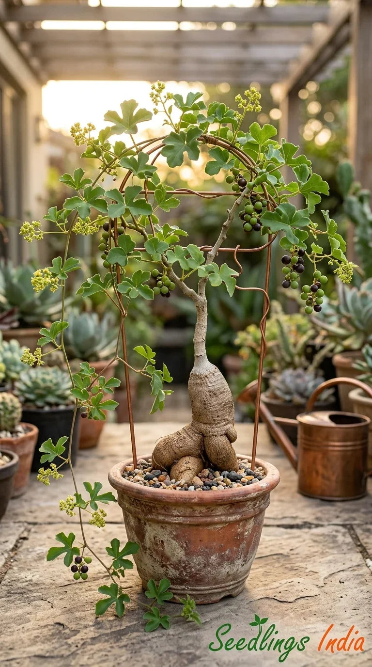 Rare succulent plant with unique caudex and green leaves in terracotta pot, ideal for collectors.