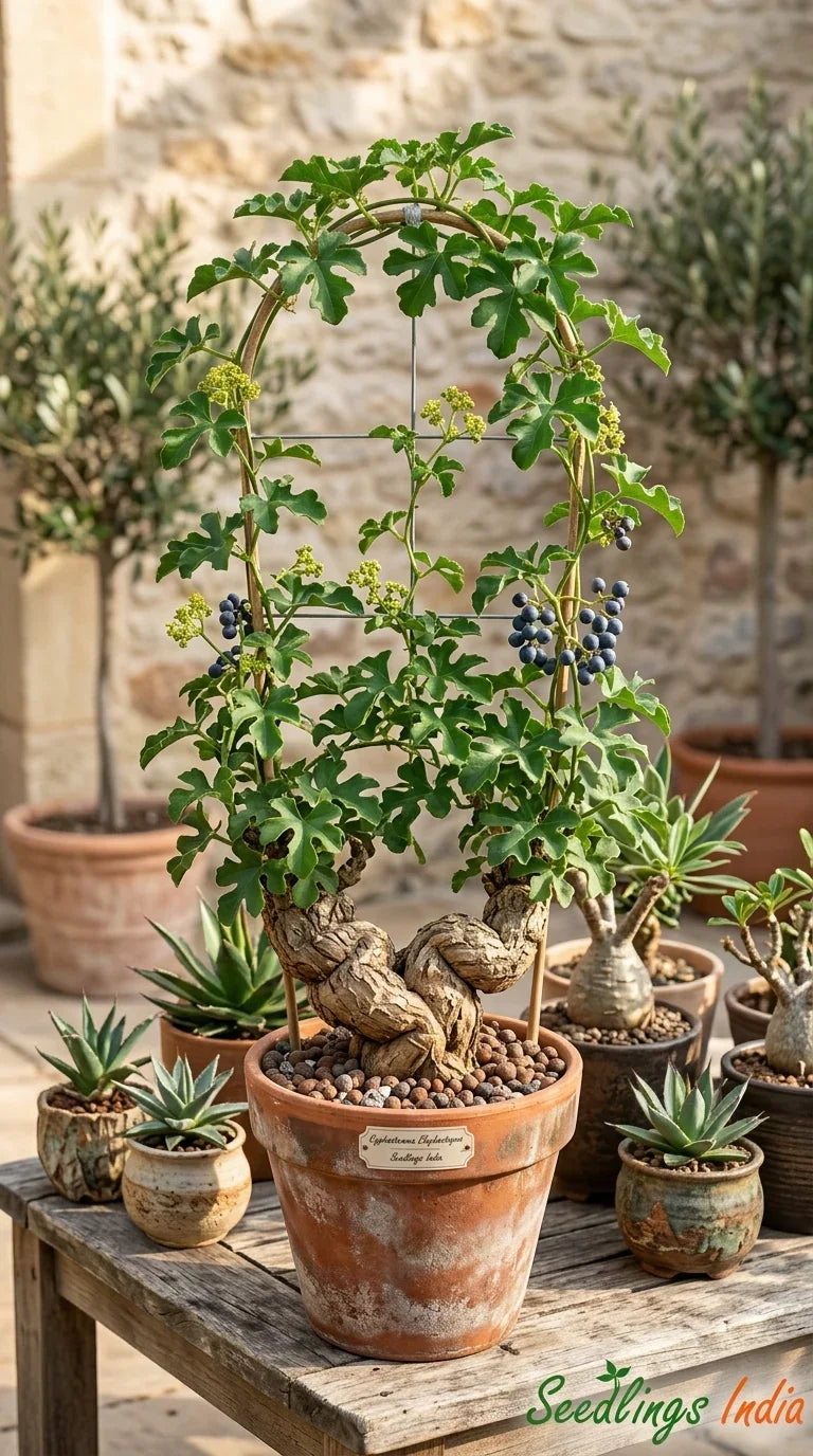 Variegated agave and succulents in terracotta pots, ideal for plant collectors and garden enthusiasts.