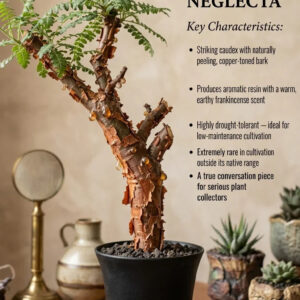 Boswellia neglecta plant with peeling copper bark, rare collector's succulent in black pot