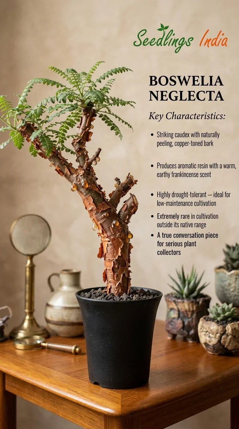 Boswellia neglecta plant with peeling copper bark, rare collector's succulent in black pot
