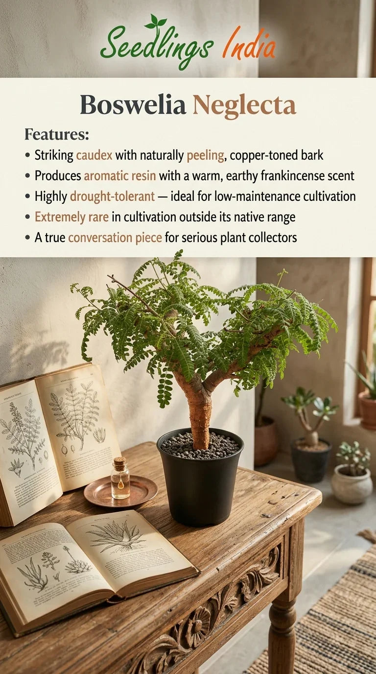 Boswellia Neglecta with peeling copper bark, aromatic resin, drought-tolerant, rare collector plant
