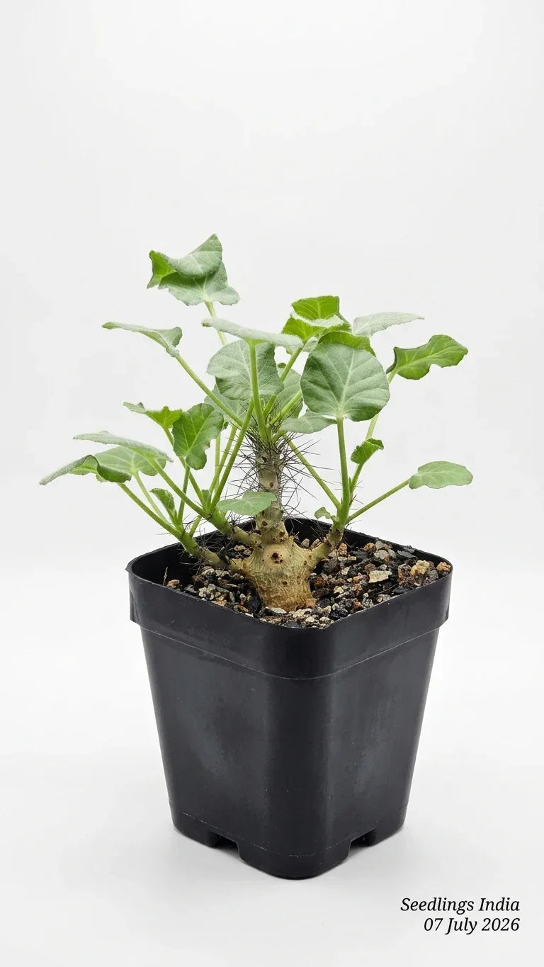 Jatropha Marginata