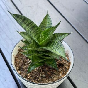 Variegated succulent plant in white pot on wooden surface, ideal for collectors