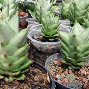 Rare succulent plants in pots, ideal for collectors and enthusiasts of exotic greenery.