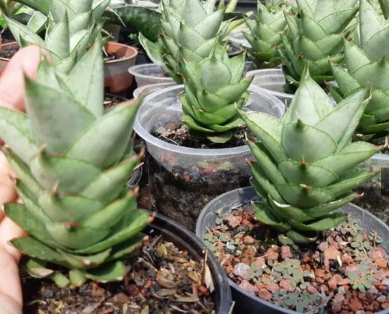 Rare succulent plants in pots, ideal for collectors and enthusiasts of exotic greenery.