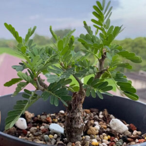 Potted bonsai-style plant with lush green leaves and textured trunk, ideal for collectors