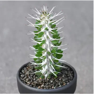 Variegated succulent with white spines in black pot, ideal for collectors