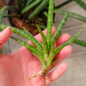 Hand holding rare succulent with variegated green leaves and exposed roots for planting