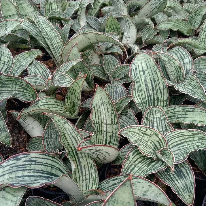 Variegated succulent plants with striped green leaves and red edges, ideal for collectors.