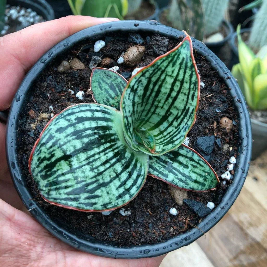 Variegated succulent with striped green leaves in a black pot, held in hand