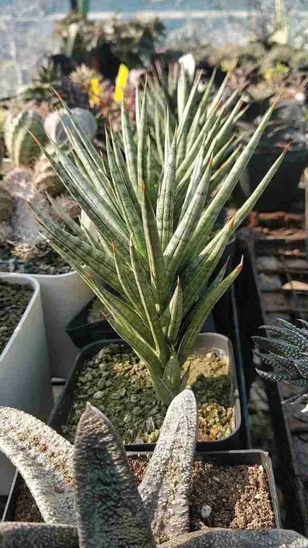 Variegated Sansevieria with striking green and white striped leaves, potted among rare succulents and collector plants.