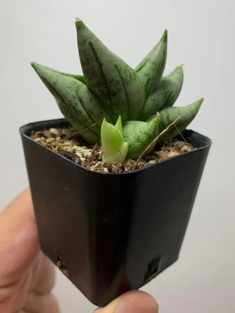Variegated succulent plant in black pot, ideal for collectors and rare plant enthusiasts