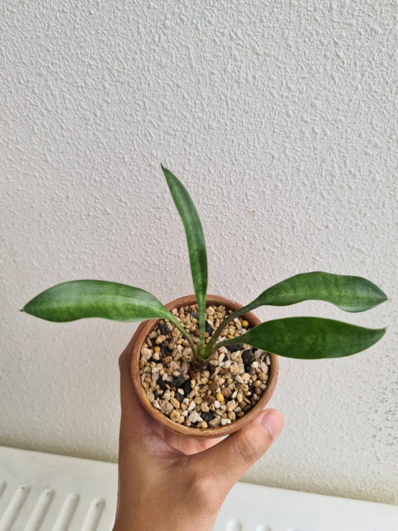 Small potted snake plant with green leaves, held in hand against textured wall, ideal for collectors