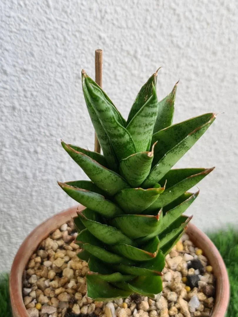 Variegated succulent plant in terracotta pot with pebbles, ideal for collectors