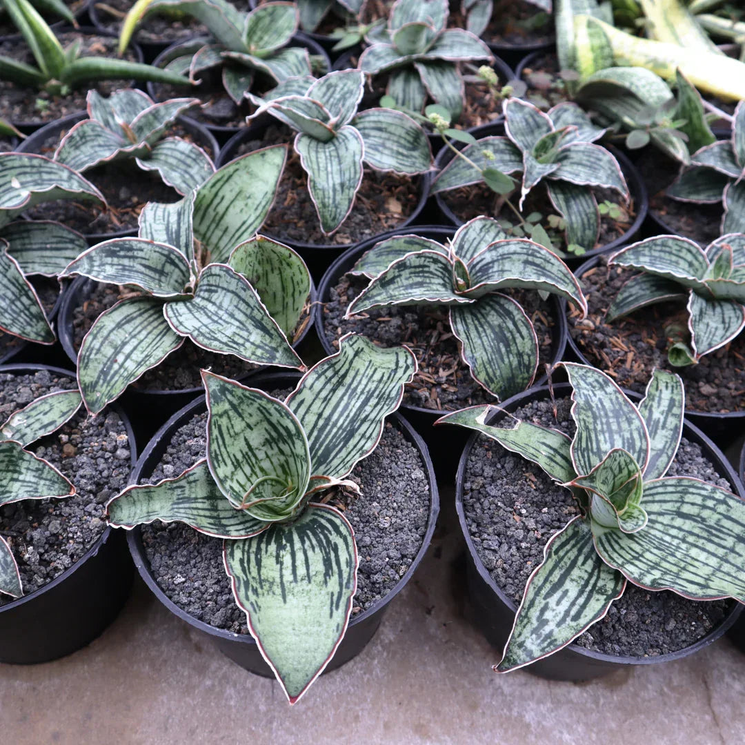 Variegated succulents with striped green leaves in black pots, ideal for collectors and rare plant enthusiasts.