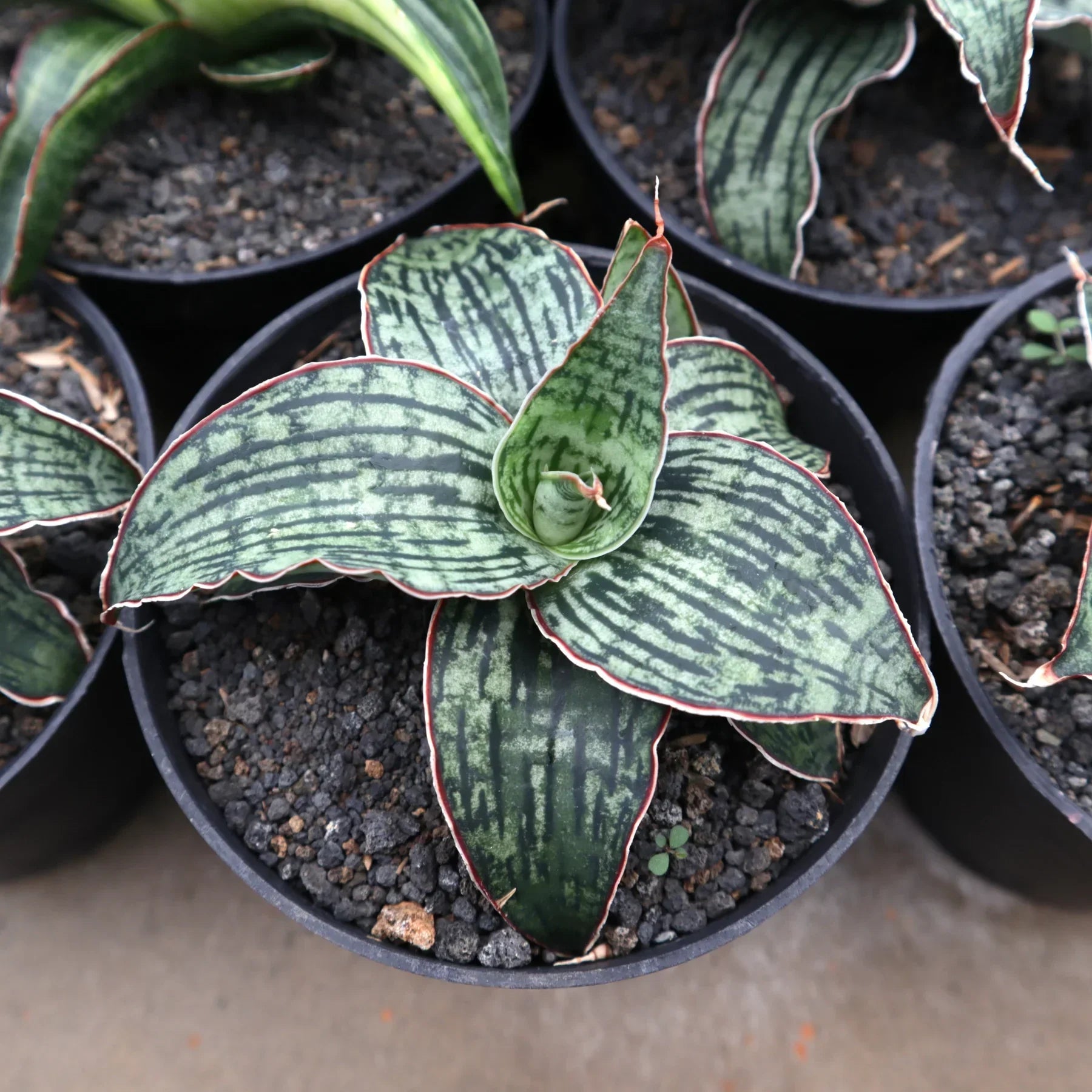 Variegated succulent with striped green leaves and red edges in black pot