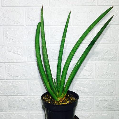 Variegated succulent plant in black pot against white brick wall, ideal for collectors
