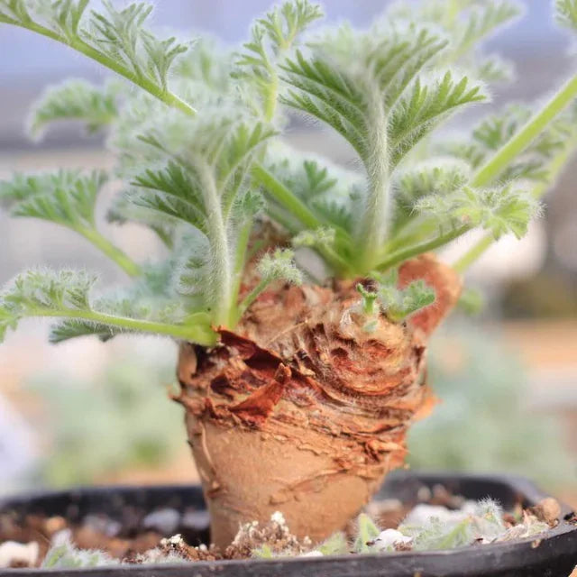 Rare succulent with fuzzy green leaves and textured caudex, ideal for collectors