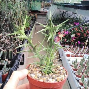 Spiky succulent plant in terracotta pot, surrounded by exotic cacti and colorful blooms in greenhouse