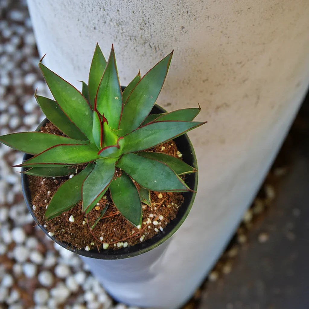 Variegated agave succulent with red-edged leaves in a black pot, ideal for collectors.