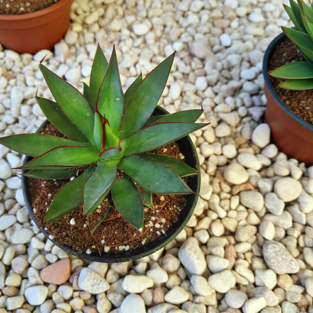 Variegated agave succulent with red-edged leaves in a black pot on pebbles