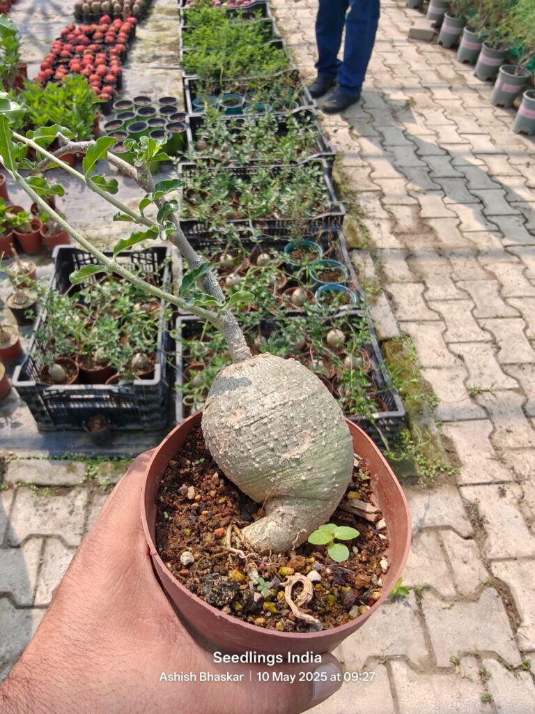 Essential Care Instructions for Fockea Edulis