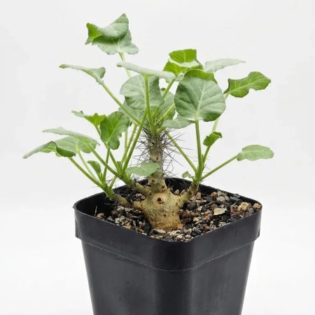 Jatropha Marginata